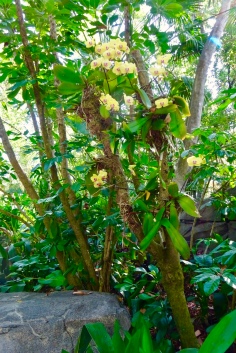 An area of greenery featuring orchids with yellow flowers.